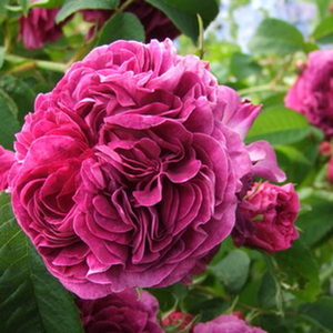 Rosa Charles de Mills - Purpur rot - gallica rosen
